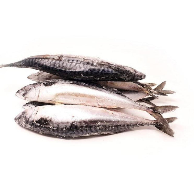 Mackerel Titus - 4 Pieces