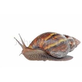 Snail (Frozen, No Shell, 4 in a pack)